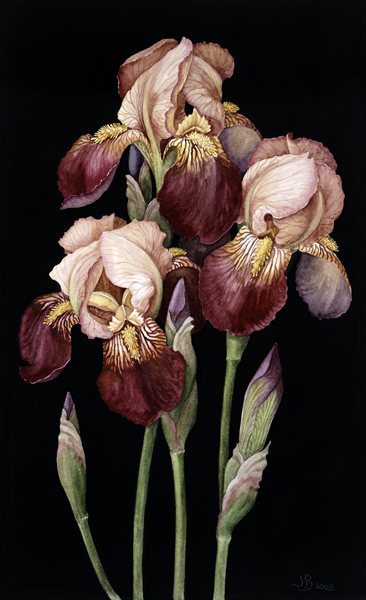 Irises, 2004 (w/c on paper)  de Jenny  Barron