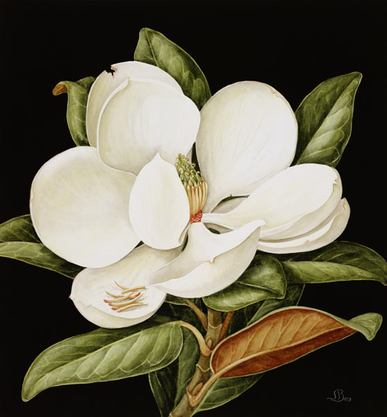 Magnolia Grandiflora, 2003 (w/c on paper)  de Jenny  Barron