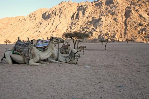 Kamele in der Wüste de Jenny Sturm