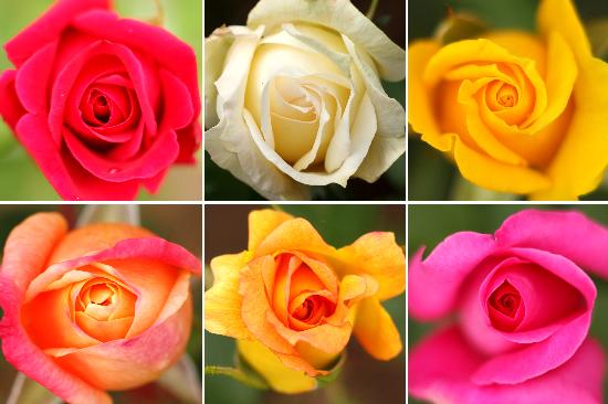 Blühende Rosen im Europa-Rosarium de Jens Wolf