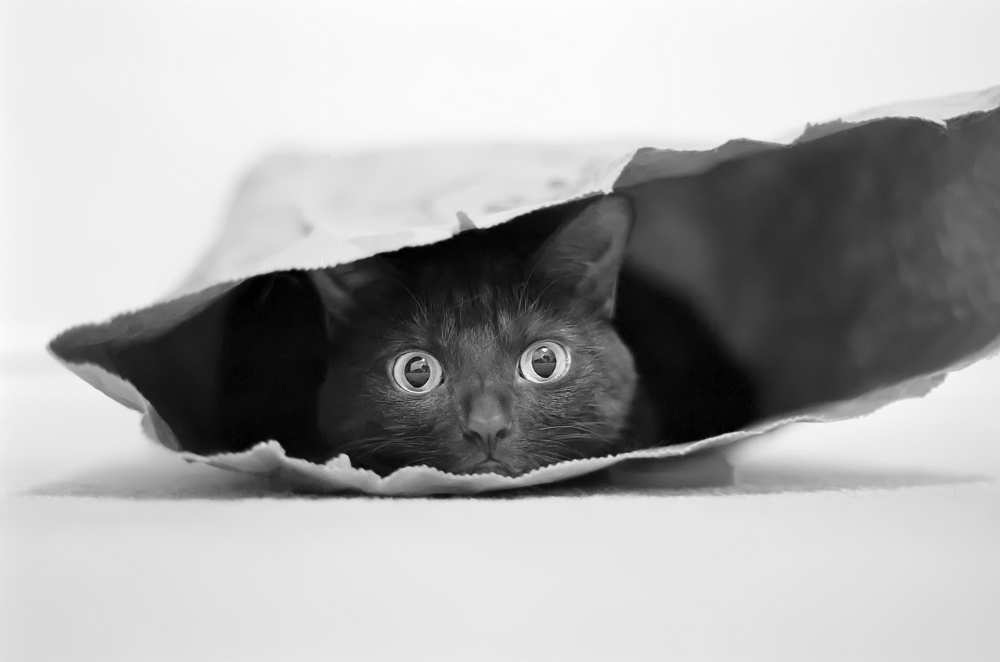 Cat in a bag de Jeremy Holthuysen