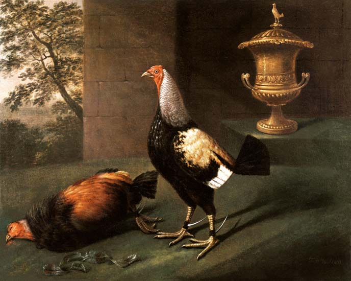 Portrait of `Phenomenon', the silver-laced bantam wearing spurs and standing over his victim de J.F. Wilson