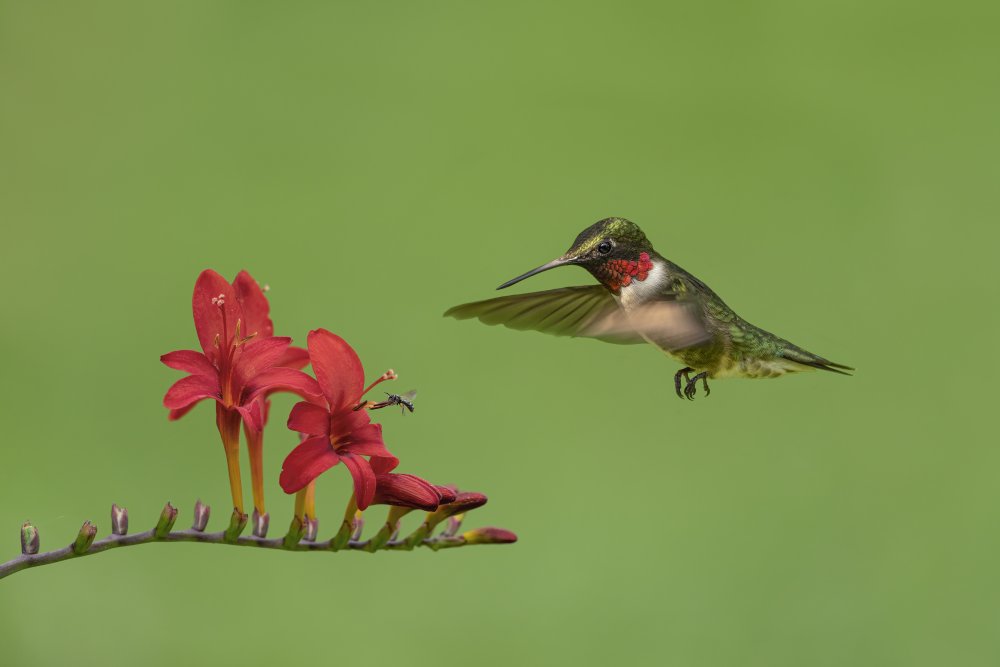 Hummingbird and Bee de Jia Chen