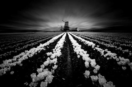 Tulip and Windmill