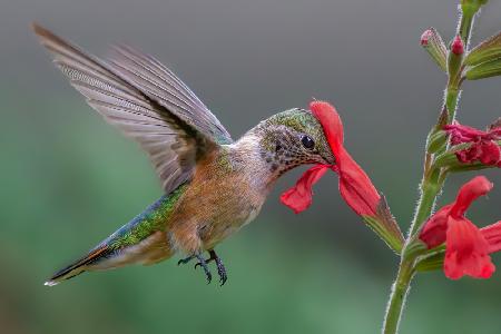 Broad tailed hummingbird