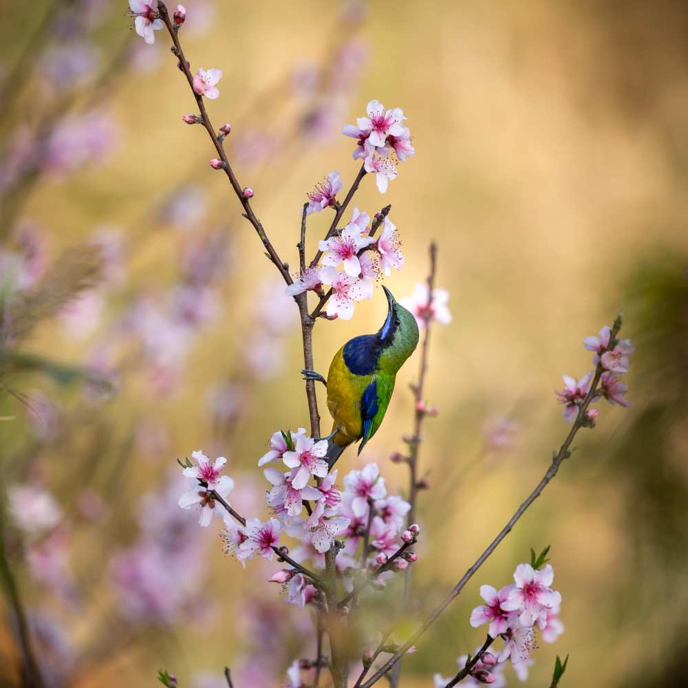 Bird Whispering to the Peach Flower de Jianfeng Wang