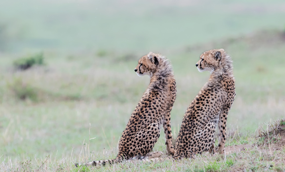Cheetah brothers de Jie Fischer