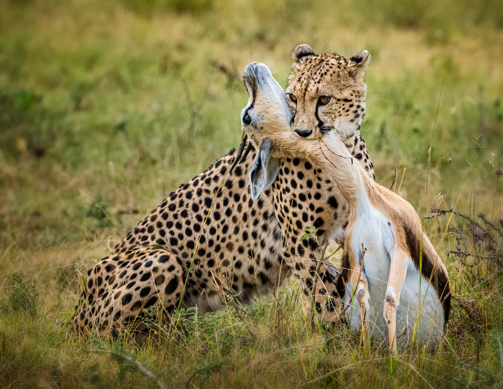 Cheetah hunting de Jie Fischer