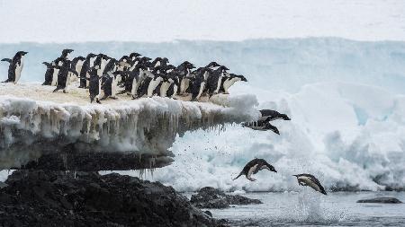 penguins jumping