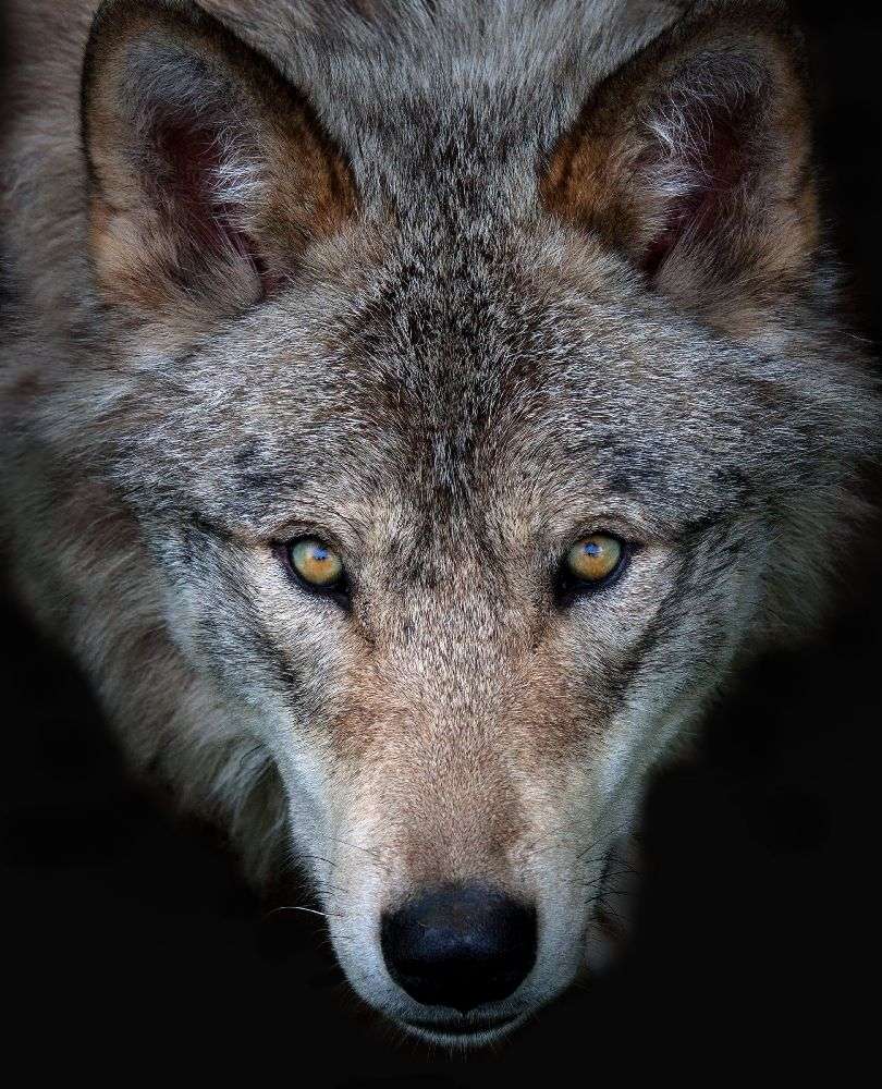 All the better to see you - Timber Wolf de Jim Cumming