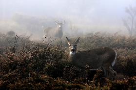 The rut in on - White-tailed deer