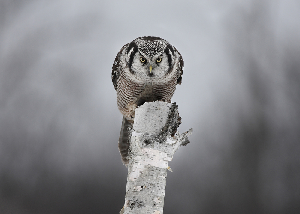 Northern Hawk-Owl - Stare down de Jim Cumming