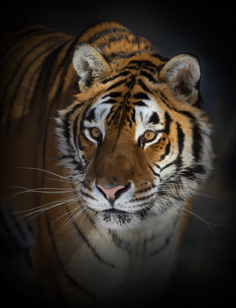 Portrait of a Siberian Tiger de Jim Cumming