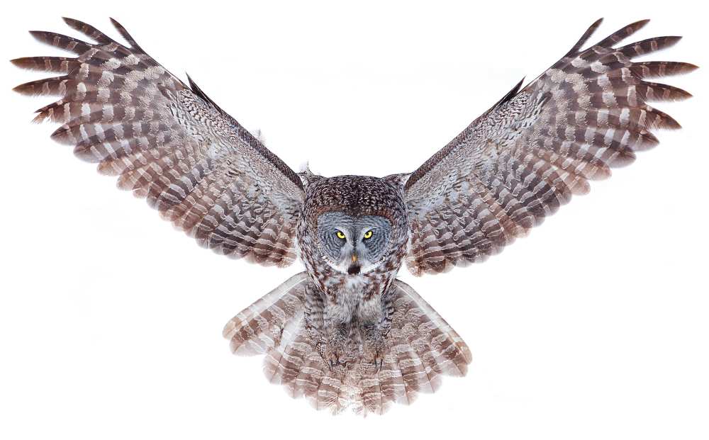 Power - Great Grey Owl de Jim Cumming