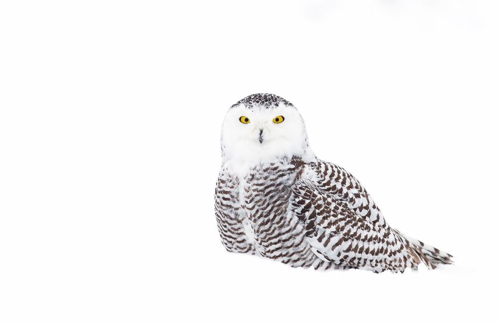 Snowy Owl in winter snow de Jim Cumming