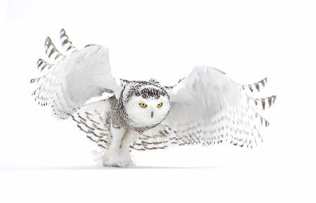 Snowy Owl - Jazz Wings