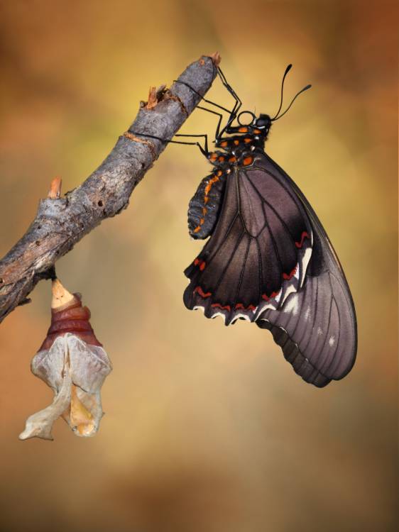 Birth of a swallowtail de Jimmy Hoffman