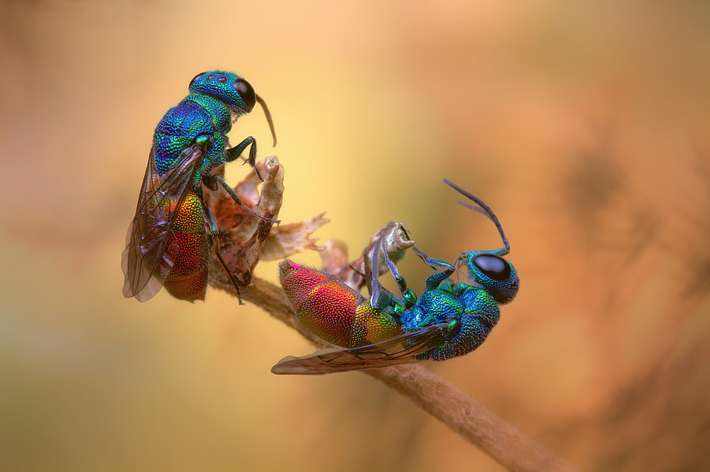 Jewel wasps de Jimmy Hoffman