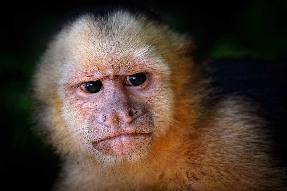 Capuchin monkey de Jimmy Hoffman