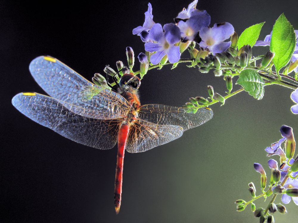 Dragonfly de Jimmy Hoffman