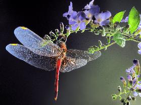 Dragonfly