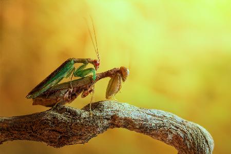 Mantises in love