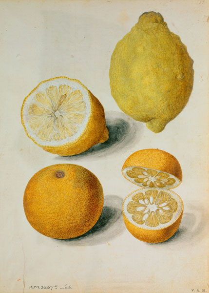Lemons: Citrus limonum and Citrus aurantium de J.le Moyne  de Morgues