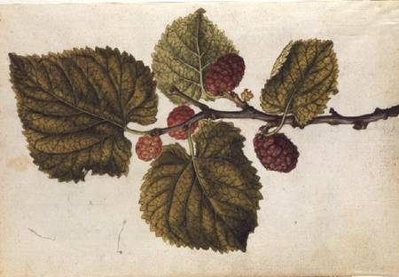 Mulberry: Morus nigra de J.le Moyne  de Morgues