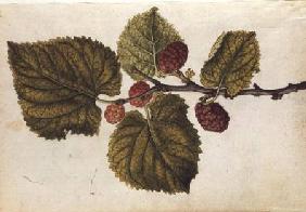 Mulberry: Morus nigra