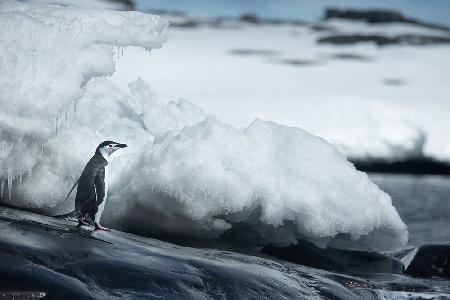 Adelie penguin