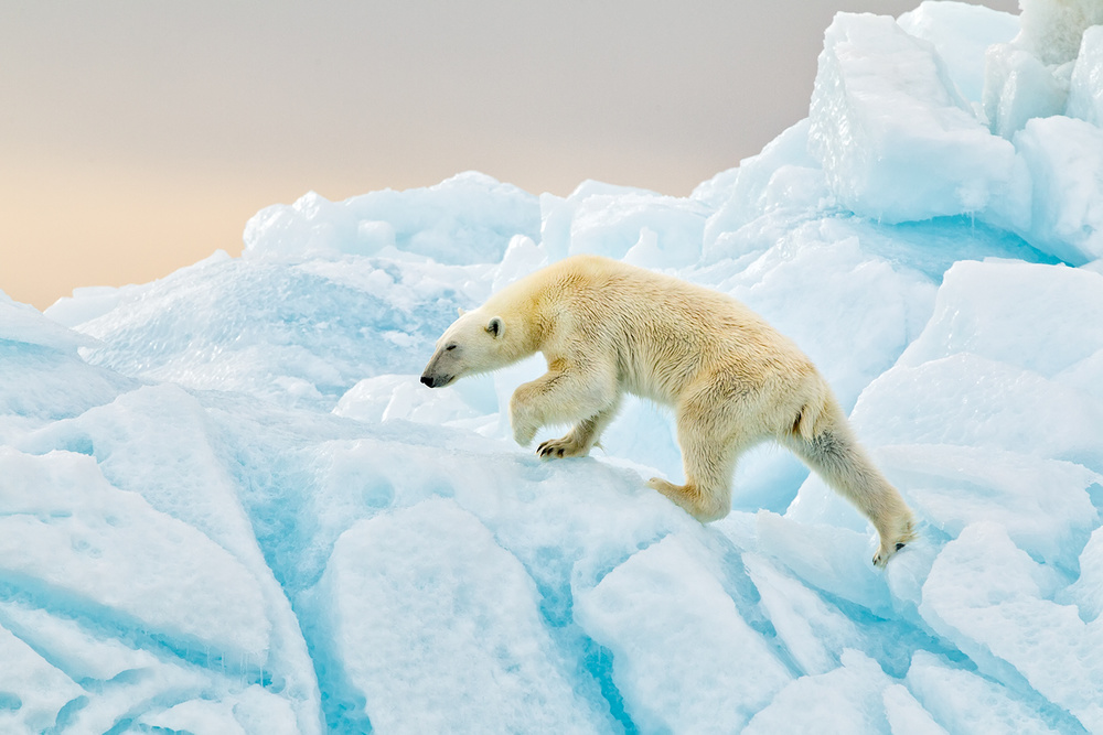 Polar Bear at Svalbard de Joan Gil Raga