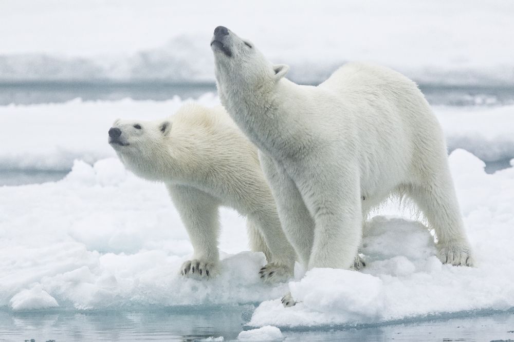 Polar bears, mother and son de Joan Gil Raga