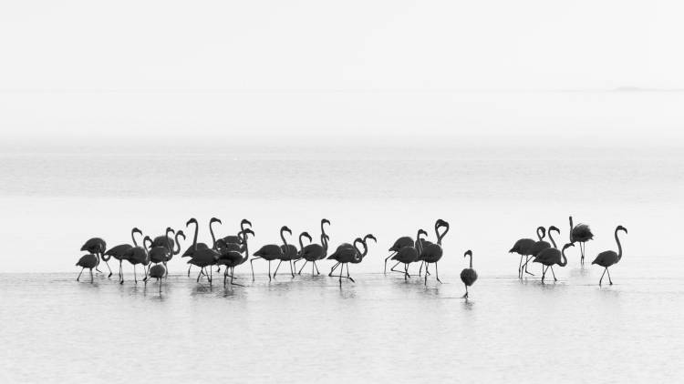 Flamingos de Joan Gil Raga