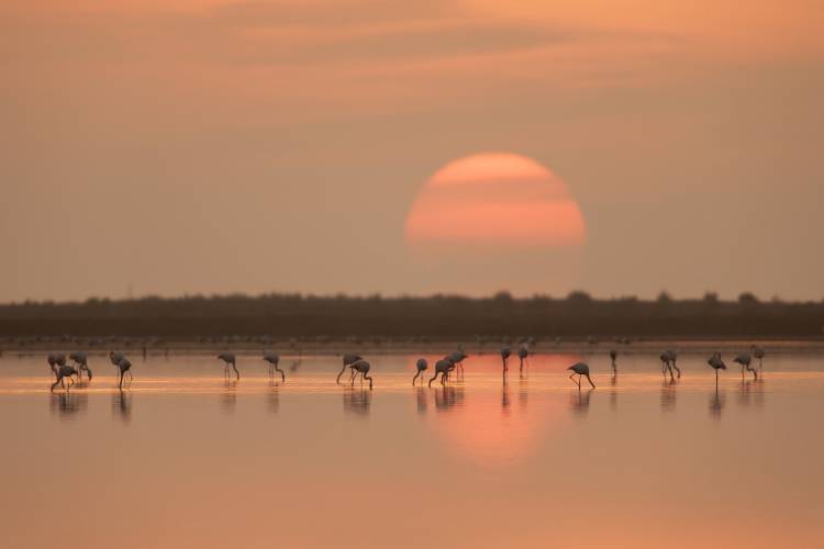 Flamingos at Sunrise de Joan Gil Raga