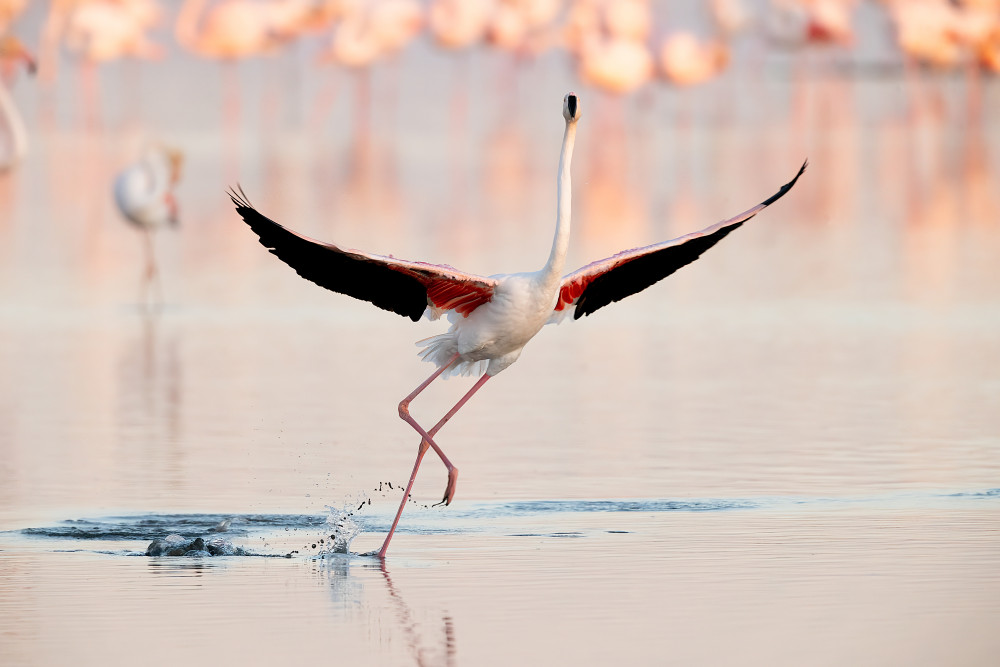 Flamingo dancing de Joan Gil Raga