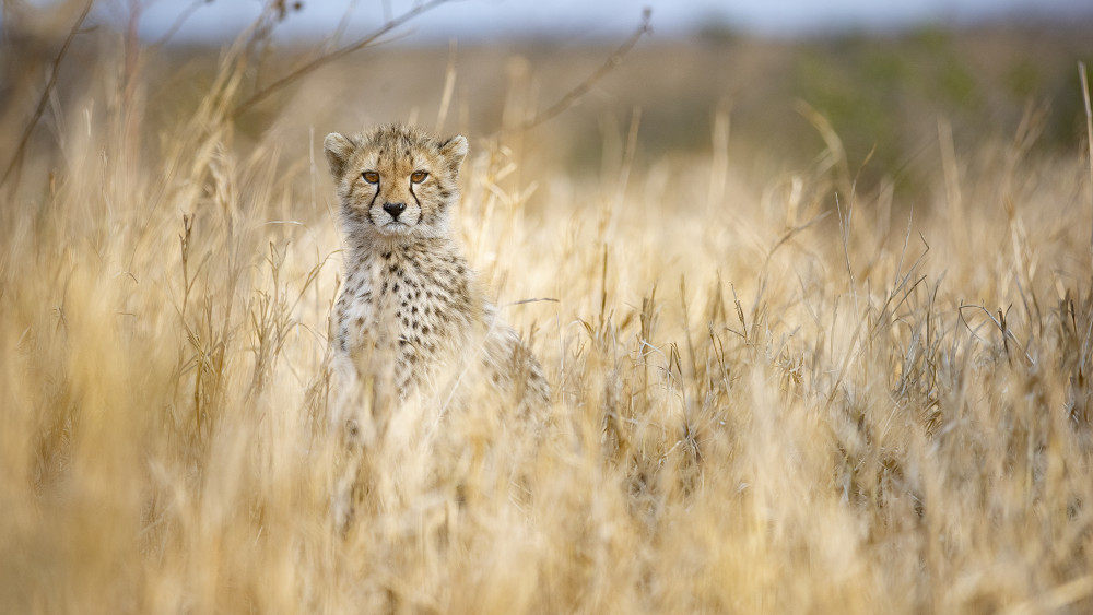Young cheetah de Joan Gil Raga