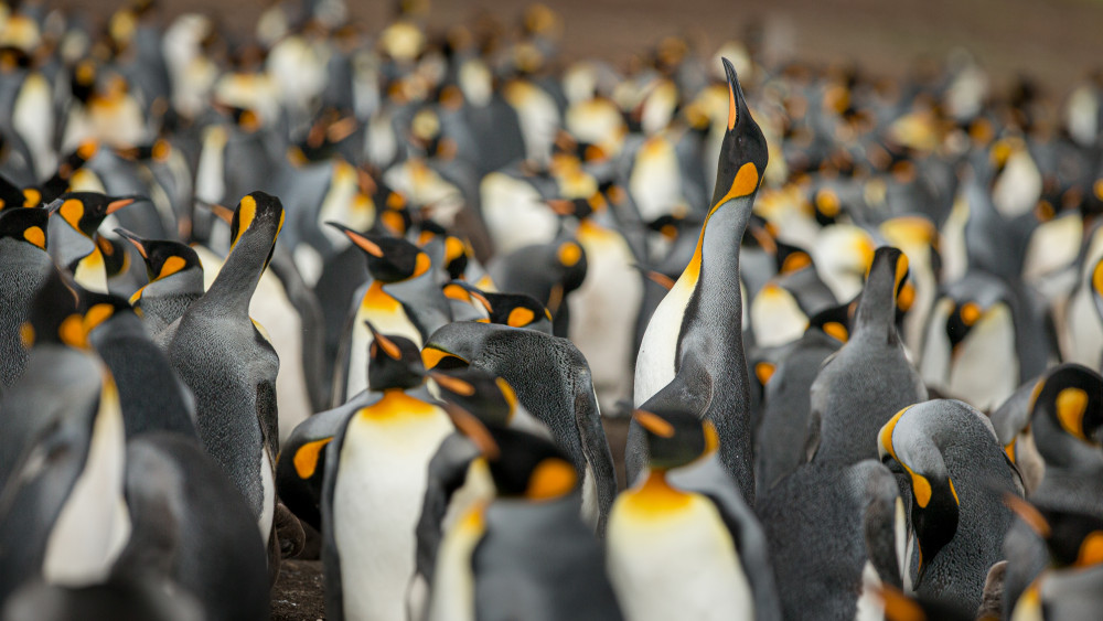 King penguin colony de Joan Gil Raga