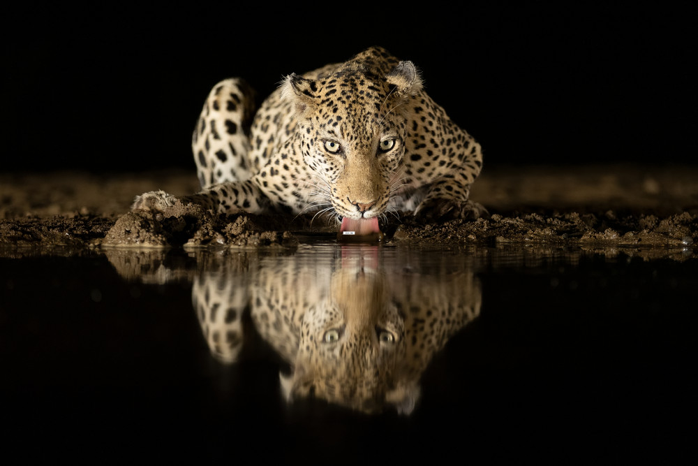 Leopard drinking de Joan Gil Raga
