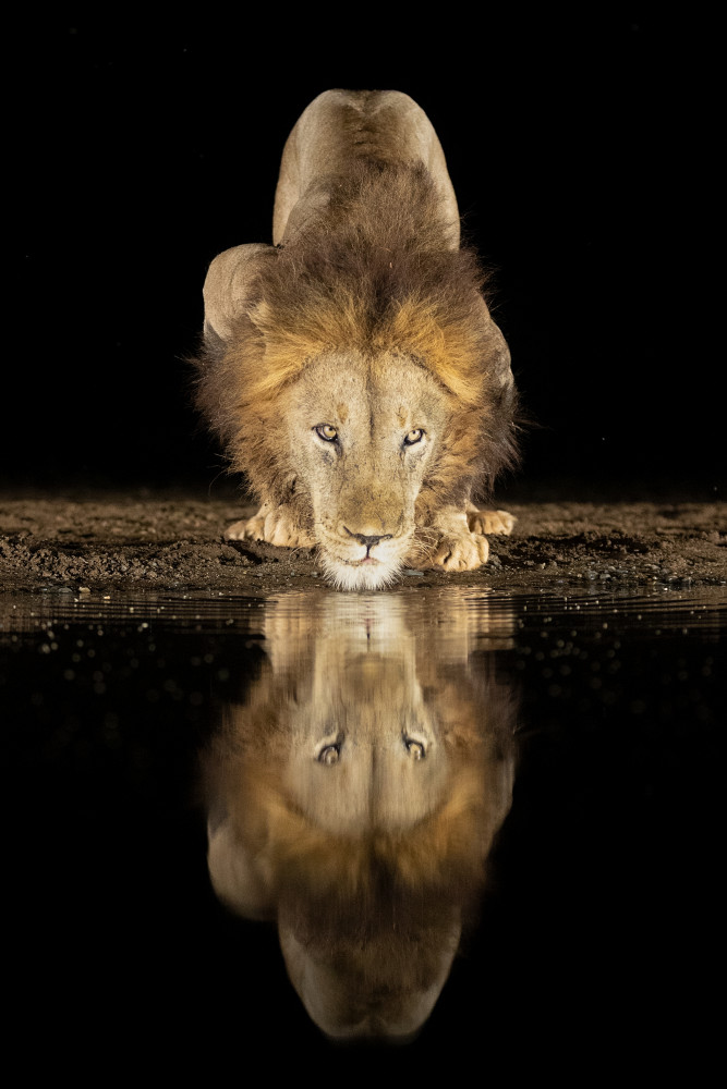 Lion drinking at night de Joan Gil Raga