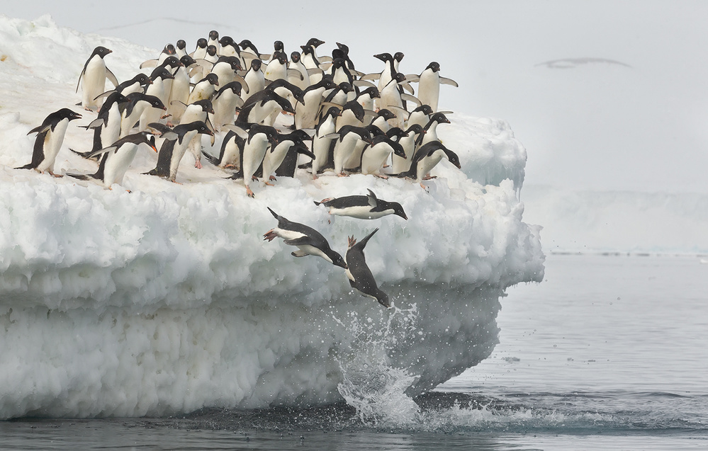 Penguins jumping de Joan Gil Raga