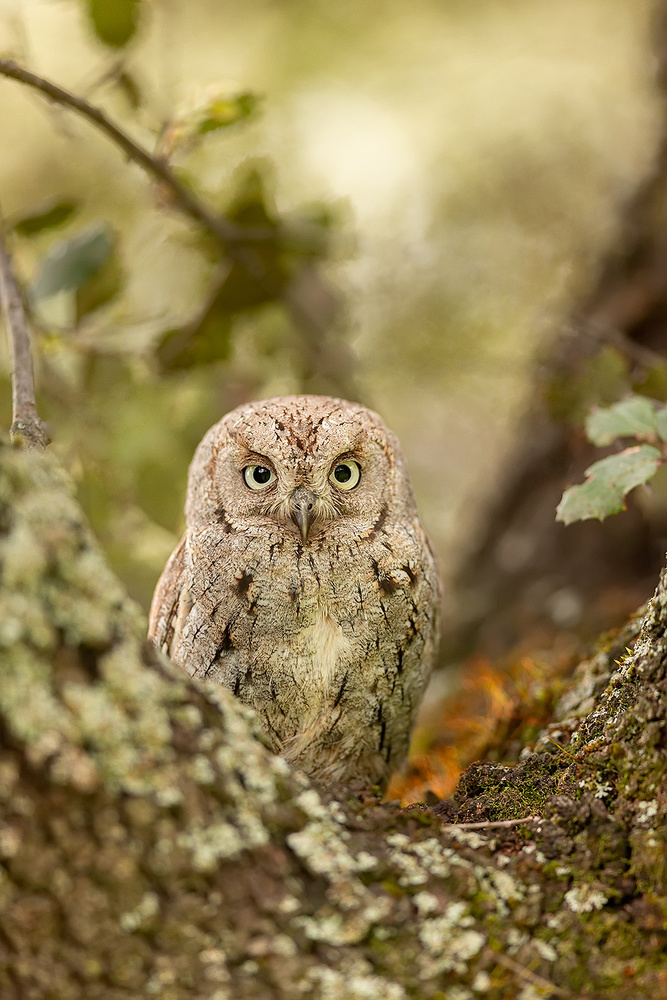 Scops owl de Joan Gil Raga