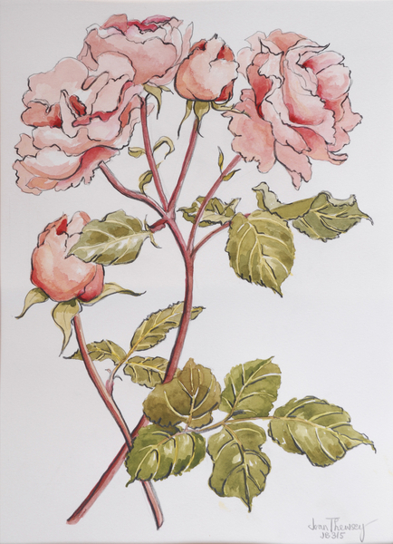 Roses,Abraham Darby de Joan  Thewsey
