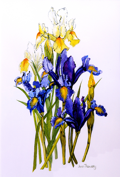 Three Purple and Two Yellow Iris with Buds de Joan  Thewsey