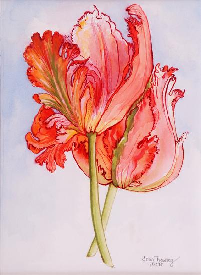 Two Frilled Tulips