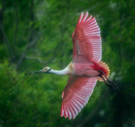The spoonbill in the spring