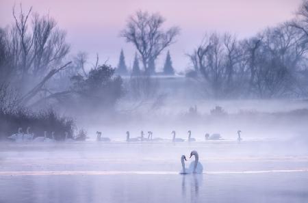 Swans of the world