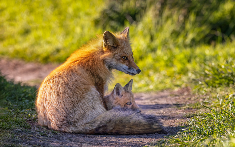 Foxes, Maternal Love de Joanna W