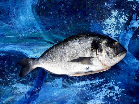 bream, fish, on canvas