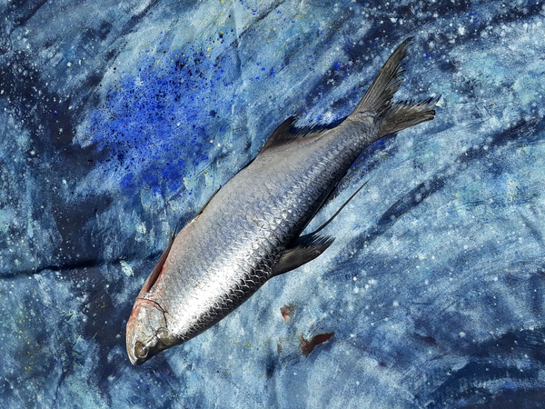 fish on canvas de jocasta shakespeare