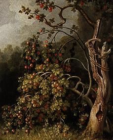 Apple tree. de Joh. Heinrich Wilhelm Tischbein